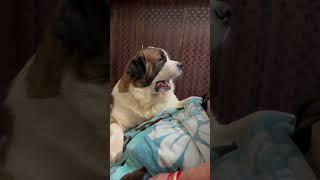 Tyzuu convincing mom to love him️ #cutedog #viral #shorts