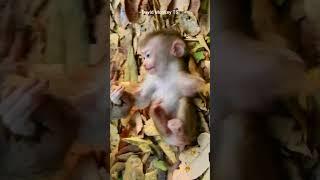 Baby monkey Lily crying because mom left her