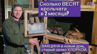 Сколько ВЕСЯТ крольчата в 2 месяца? Вакцина в новый дом, старый залил хлоркой.