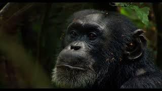 Chimpanzee (2012) - Movie Trailer