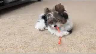 BaZil and a straw.   Parti Yorkshire Terrier   3 1/2 months old.