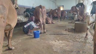 cow milking by hand