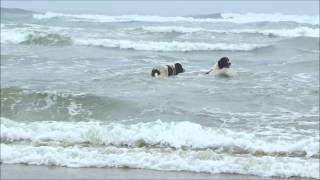 Landseer at the beach