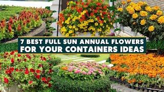 7 Best Full Sun Annual Flowers for Containers 🪴