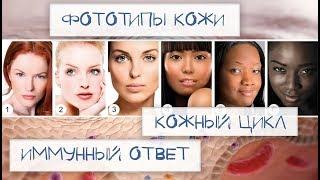 Фототипы кожи. Кожный цикл. Иммунный ответ.