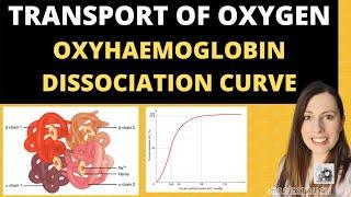 A-level Biology- Structure of HAEMOGLOBIN and Oxyhaemoglobin dissociation curves.