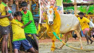 பாகனேரி பிரபா வெள்ளையப்பன் தேவர் கானை VS மதுரை ஊமச்சிகுளம் CSK சுடலை முனியாண்டி கோவில் வீரர்கள்