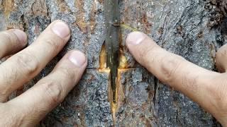 Прививка на ствол Старого Дерева Летом // Grafting on the trunk of an old tree in summer