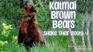 Katmai Brown Bears ▪︎ Dance :) ▪︎ July 2024 ▪︎ Explore.org