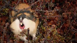 Fearless attack lemming - World's Weirdest Events: Episode 2 - BBC Two