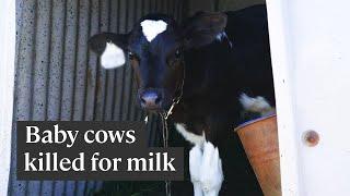 The dairy industry slaughters thousands of calves every year