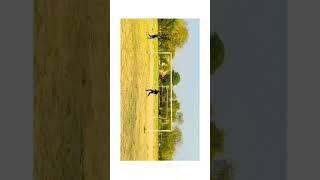 free kick shooting football/ haidar sports 09