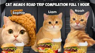 CAT MEMES: Road trip Compilation Full 1 Hour