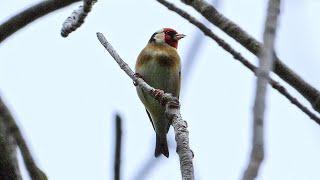 Goldfinch / Kōurarini in Autumn - Birds of Inland Kapiti, New Zealand