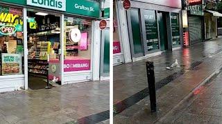 Cheeky Seagull Steals Crisps From Shop
