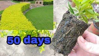 गार्डन में लगाने का एक खूबसूरत पौधा how to grow Golden Duranta from cuttings