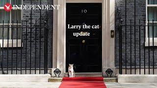 Downing Street prepares plan for announcing death of Larry the cat