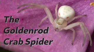 The Spiders in Your Yard - The Goldenrod Crab Spider