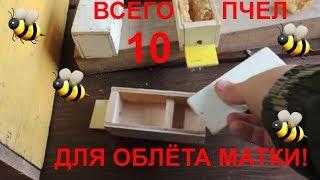 Нуклеус ВСЕГО 10  ПЧЕЛ для облета матки!!! /Пасека 2018/1000 ПЛОДНЫХ МАТОК ЛЕГКО?