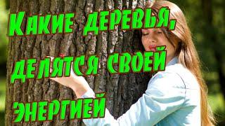  Какие деревья, делятся своей энергией  Деревья-доноры  Как получить энергию от дерева