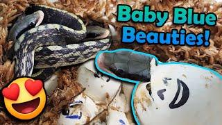 Baby Blue Beauty Snakes Hatching!