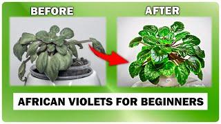 African Violet Care GUIDE - Beginner's Secret To Success