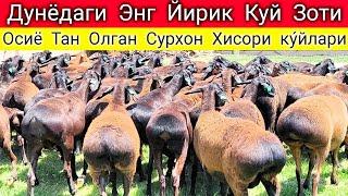 СУРХОНДАРЁ СОРТАВОЙ  ХИСОРИ КУ́ЙЛАРИ ШУ ОЙДАГИ СУ́НГИ КУ́ЙЛАР ВИДИОСИ