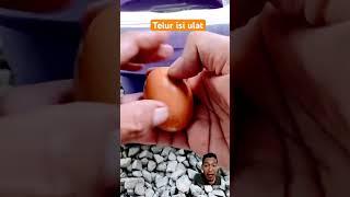 Masak telur !! #funny #egg #diy #fishing #dubbing #trending #shorts