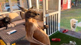 This Kangaroo Destroyed My Porch