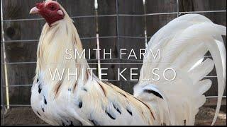 SMITH FARM -WHITE GREY , WHITE KELSO