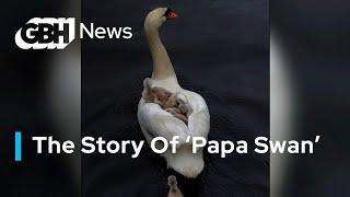 How Boston’s “Papa Swan” Became A Sensation