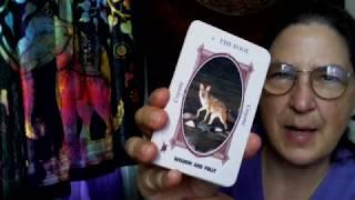 Animal-Wise Tarot by Ted Andrews First Impressions and Walk Through