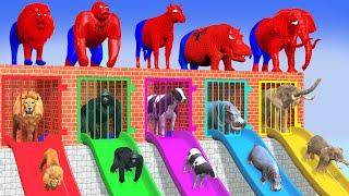 Long Slide Game With Elephant Gorilla Buffalo Hippopotamus Tiger 3d Animal Game Funny 3d Animals