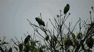 parrot sounds for birds: african grey parrot sounds in the wild