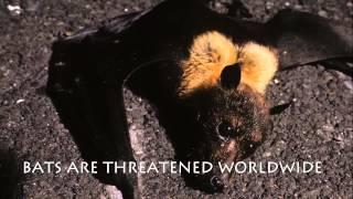 We Need Bats & Bats Need Us