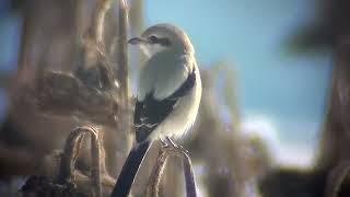 Great Grey Shrike (Lanius excubitor) 15.3.2022 possible ssp sibiricus/borealis - Asikkala, S Finland