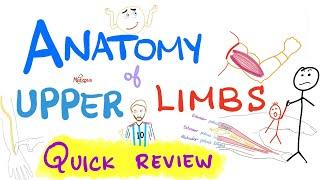 Anatomy of the upper limbs (extremities) - Brachial Plexus - Quick Review
