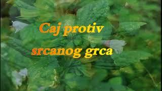 maticnjak-caj protiv srcanog grca