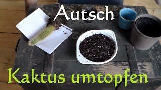 Kaktus richtig umtopfen - Kakteen richtig umtopfen umpflanzen