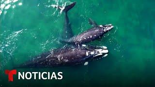 Planeta Tierra: Ballena jorobada recorre miles de millas e impone récord | Noticias Telemundo