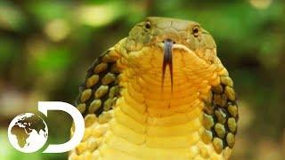 Longest Snake On Earth Eats A Deer Whole | Wildest Islands Of Indonesia