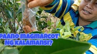 Paano magmarcot Ng KALAMANSI? | Ang Kasama naming PUSA ay ANTUKIN | DML Vloggs