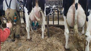 Weighing Milk In A 91 Cow Tie Stall Barn!!!