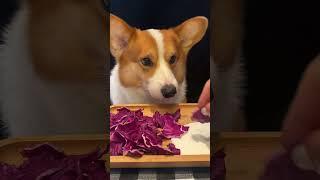 Cute Pembroke Welsh Corgi Eating Purple Cabbage | #shorts #youtubeshorts #dog