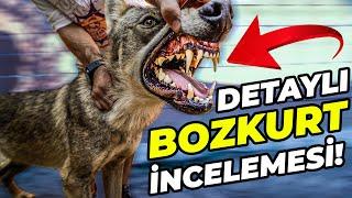 Kangalın En Büyük Düşmanı: BOZKURT! | Canlı, Detaylı Kurt İncelemesi!