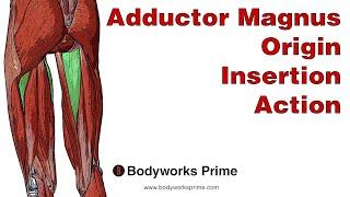 Adductor Magnus Anatomy: Origin, Insertion & Action