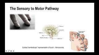 The Science of the Somatosensory System with Dr Emily Splichal