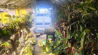 massive nepenthes greenhouse tour!!!