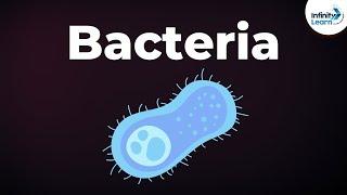 Introduction to Bacteria | Microorganisms | Biology | Don't Memorise