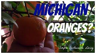 Can You Grow Oranges in Michigan